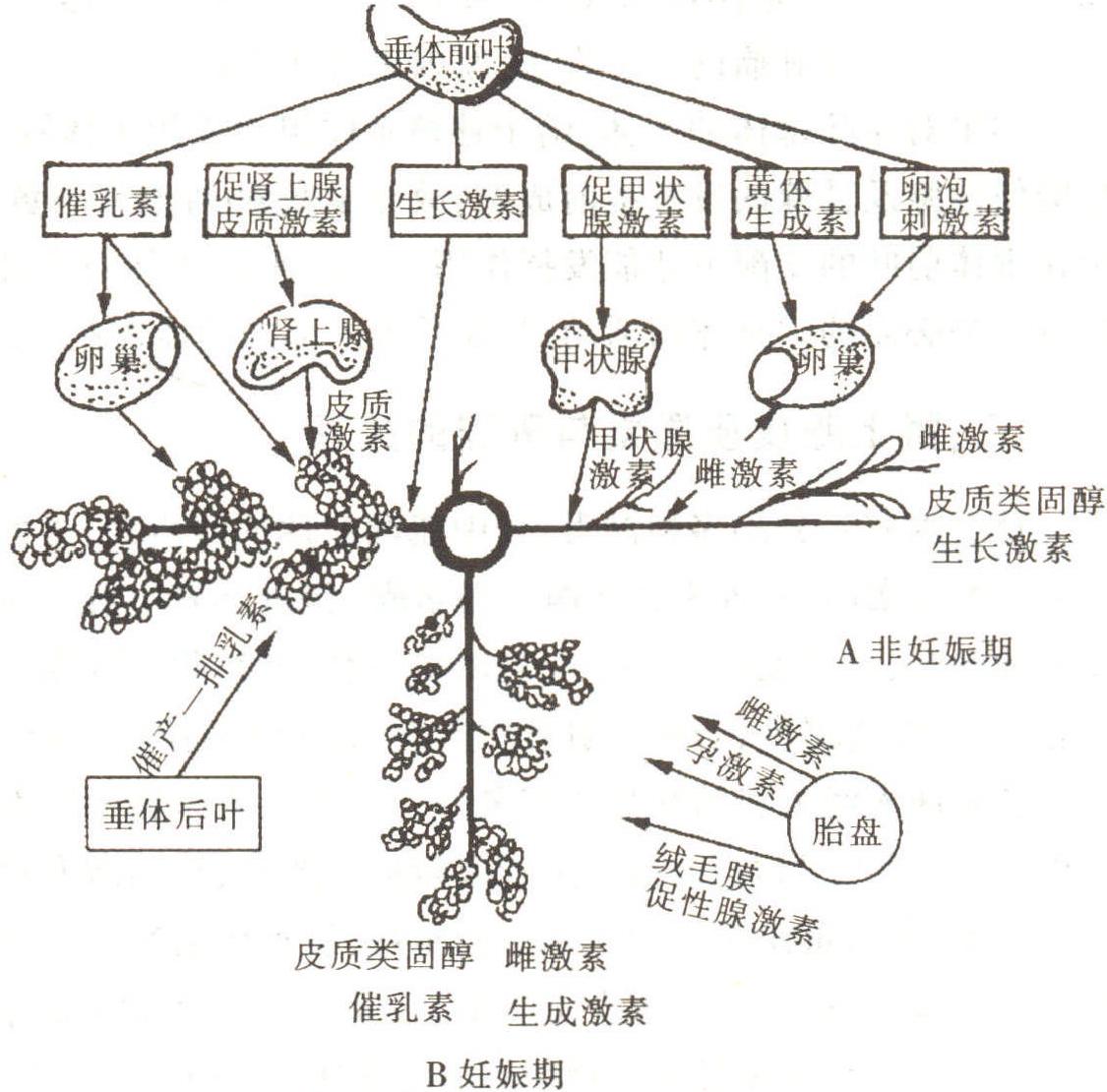 第一節(jié) 內(nèi)分泌對(duì)乳房的作用